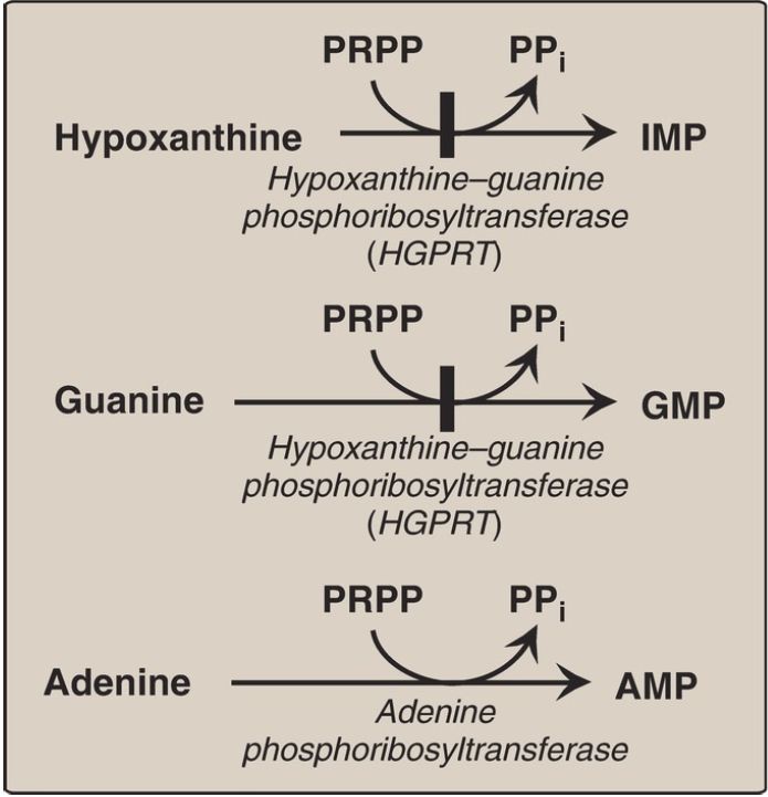 Purine Salvage Pathway