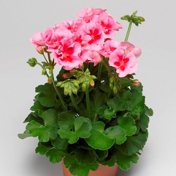 الخبيزة الافرنجي Pelargonium Zonale Hybr