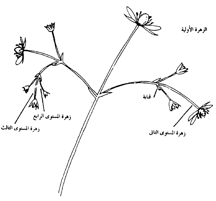 الفرق بين النباتات ذات الفلقة والنباتات ذوات الفلقتين مدونة المستفيد العلمية