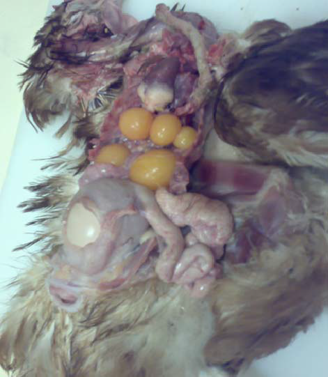 الجهاز التناسلي في الدجاج Reproduction System