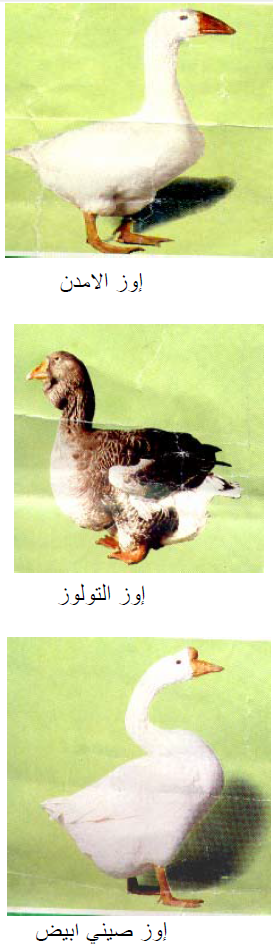 الاوز