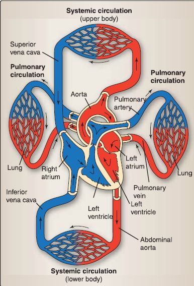 The Diagram Represents the 'Closed System' Or 'Double Circulation' of Blood  in Mammals. Justify the Above Statement. State Two Structural and Two  Functional Differences Between the Arteries and Veins. - Biology |