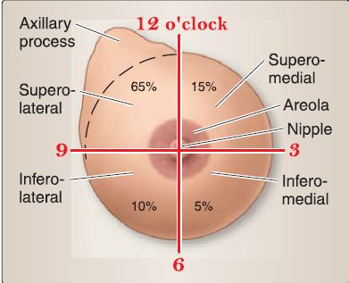 Vertical proportion of the anterior breast. H: a point where the breast