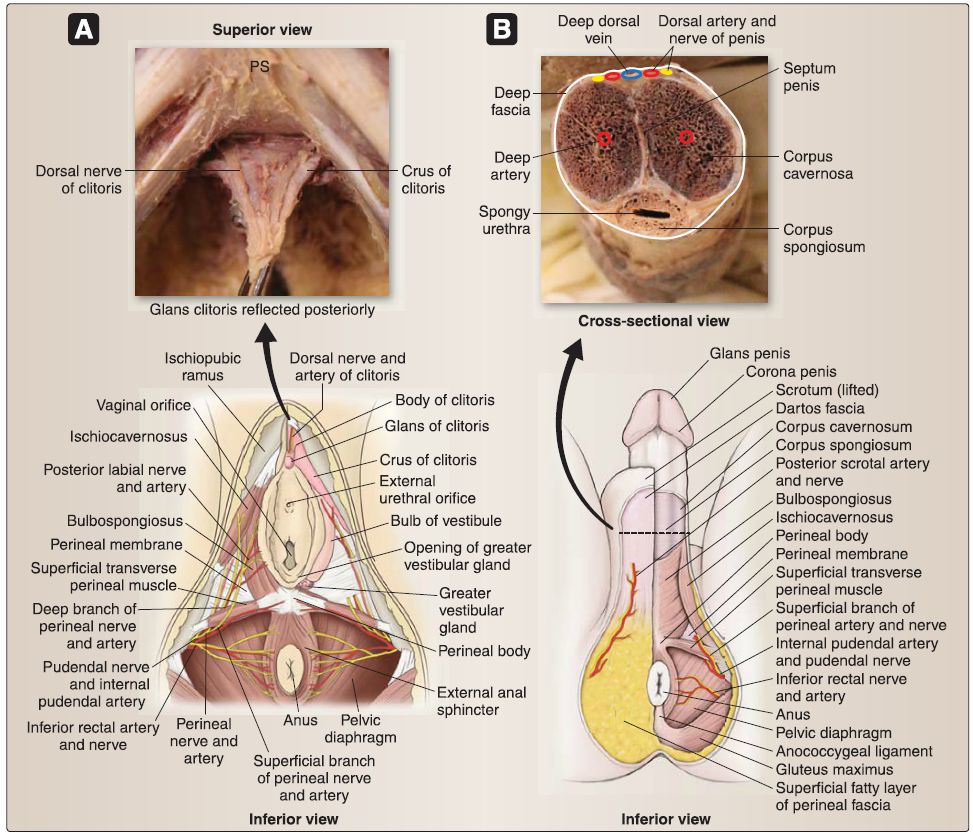 Internal Clitoris