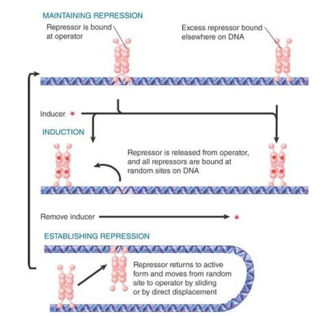 The lac Repressor Binds to Three Operators and Interacts with RNA ...
