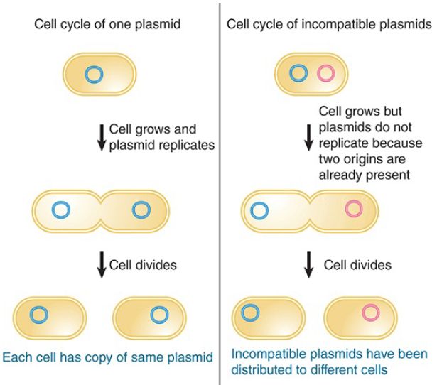 Incompatible Cells Plasmid Incompatibility Is Determined by the Replicon