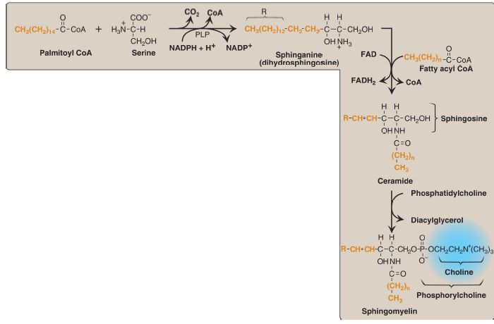 sphingomyelin synthesis