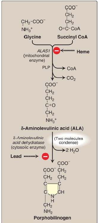 Heme Biosynthesis