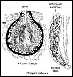 الوصف: 4b Pleospora herbarum a