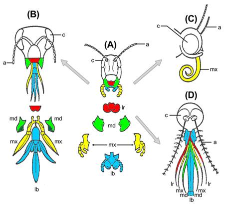 الوصف: http://upload.wikimedia.org/wikipedia/commons/6/6c/Evolution_insect_mouthparts_coloured.png
