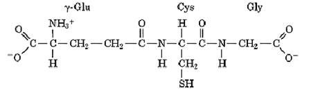 glutathione solubility Cell Antioxidant Systems