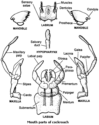 الوصف: http://www.2classnotes.com/images/12/science/Zoology/Mouth_parts_of_Cockroach.gif