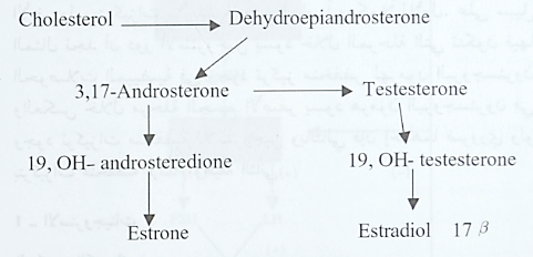 الهرمونات الأنثوية الاستروجين والبروجسترون