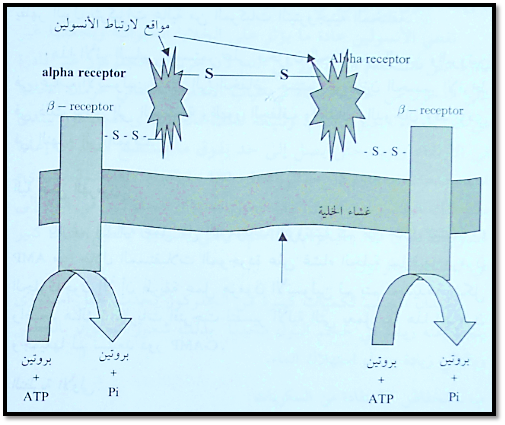 ( ماذا تعرف عن هرمون الأنسولين )