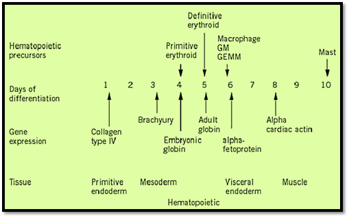 embryoid body blood island