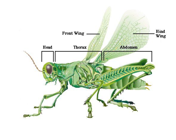 الوصف: http://wings.avkids.com/Book/Animals/Images/grasshopper.gif