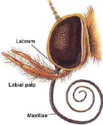 الوصف: http://www.cartage.org.lb/en/themes/Sciences/Zoology/Insects/InsectAnatomy/InsectHead/butterflyhead.jpg
