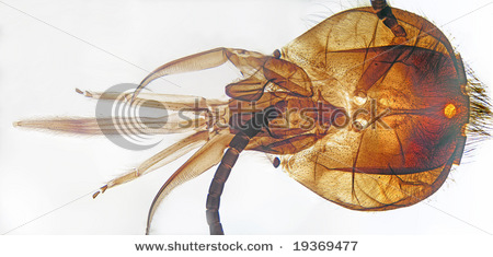 الوصف: http://image.shutterstock.com/display_pic_with_logo/53451/53451,1224788977,1/stock-photo-the-head-of-a-honeybee-showing-mouthparts-magnified-under-the-microscope-at-low-power-19369477.jpg