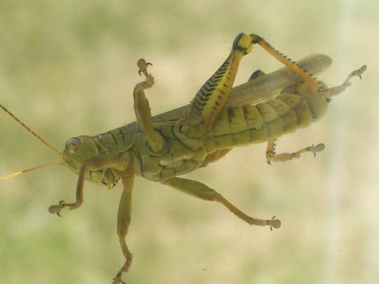 الوصف: http://upload.wikimedia.org/wikipedia/commons/3/39/120_2182_grasshopper.jpg
