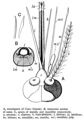 الوصف: http://www.micrographia.com/specbiol/helmint/nematod/nema0100/mo171ims.gif