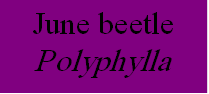 مربع نص: June beetle Polyphylla spp. 
