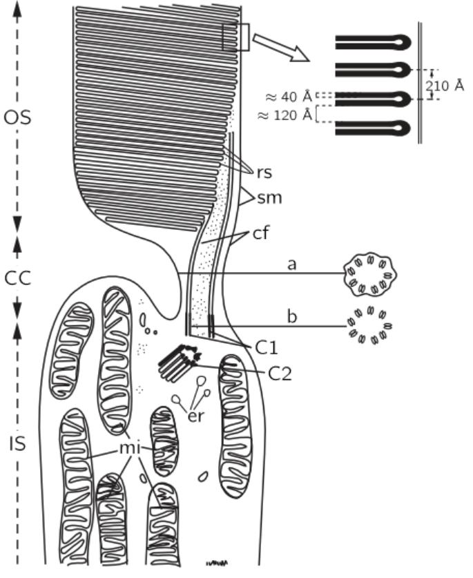 Titenium Rod Cell The rod cells