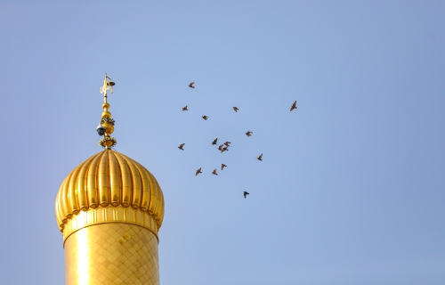 طيور تعانق منارة صحن الجوادين عليهما السلام